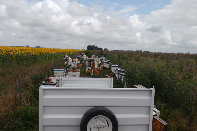 realizando una cosecha de miel del año 2020