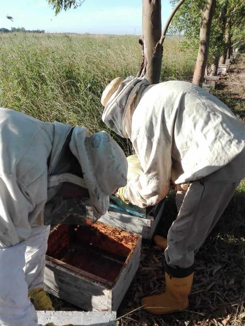 prácticas apícolas más efectivas