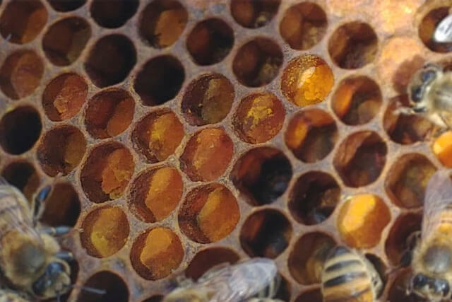 pan-de-abeja.jpg