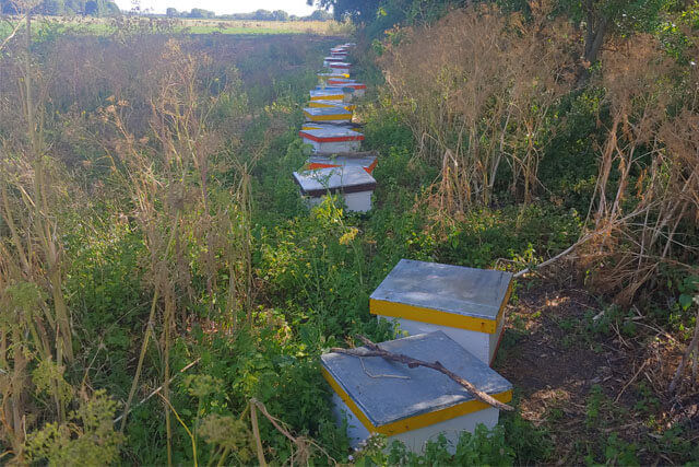 colmenas-preparasdas-para-traslado.jpg