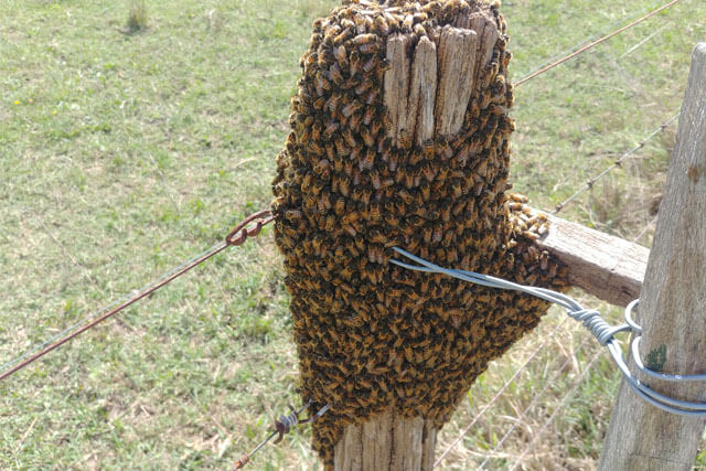 Definición de Enjambre