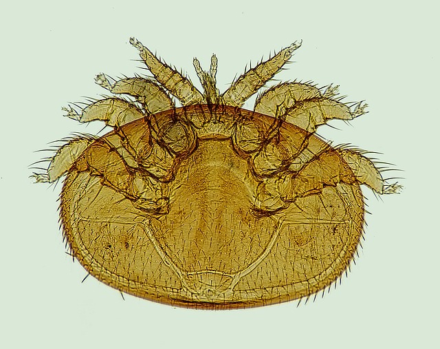 varroa-1196510_640.jpg