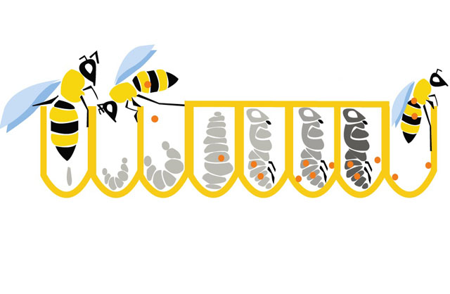 ciclo de la varroa.jpg