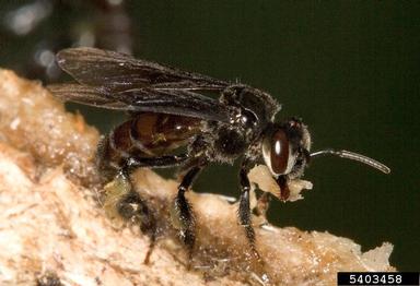 abeja-melipona-2-David Cappaert, Bugwood.org.jpg