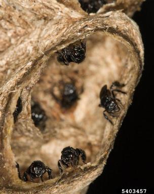 melipones-en-panal-David Cappaert, Bugwood.org.jpg