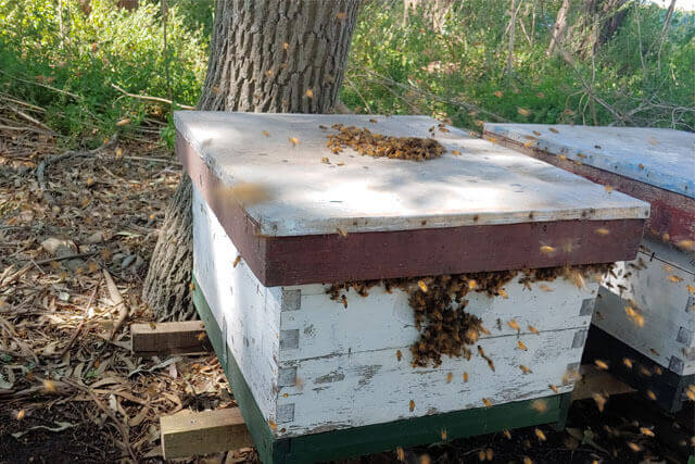 Pillaje. Las abejas roban a otras colmenas - Ecocolmena
