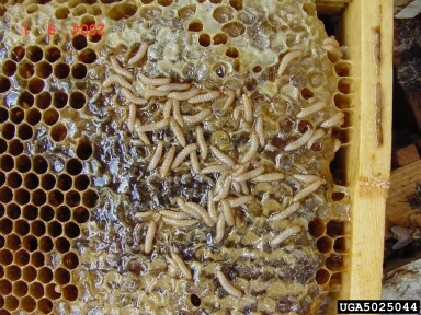 larvas-pec-infectando-colmena.jpg