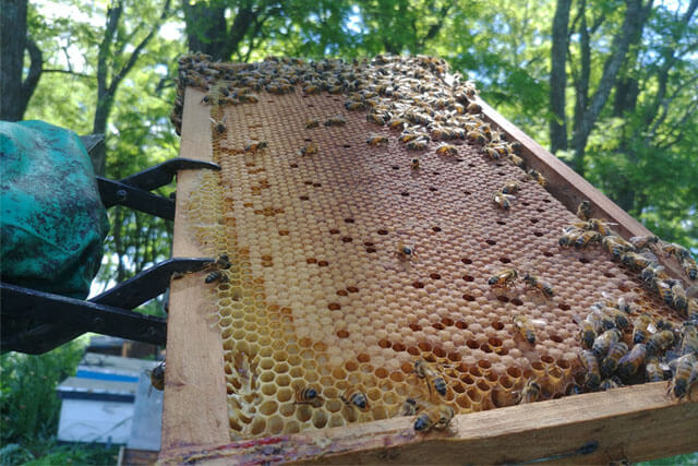 uniformidad-panal-con-cera estampada.jpg