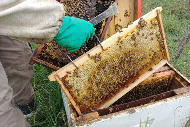 reservas-de-miel-en-colmena-para-invierno.jpg