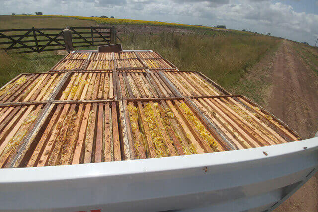 transporte-de-las-alzas-con-miel.jpg
