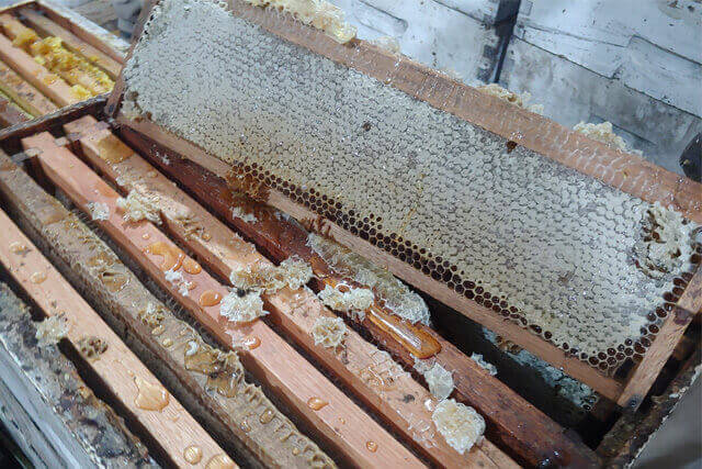 alza-en-sala-de-extraccion-sin-abejas.jpg