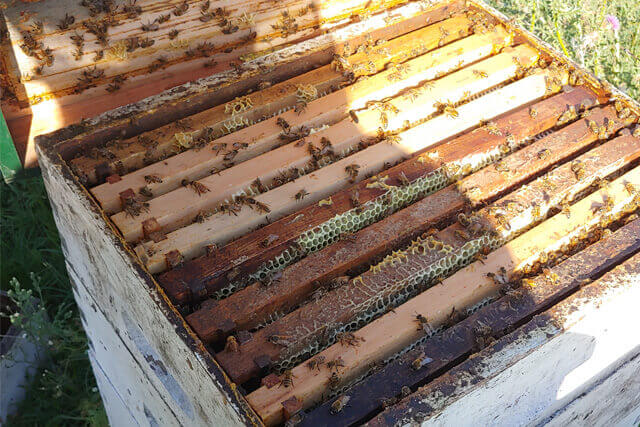 colmena-con-miel-2.jpg