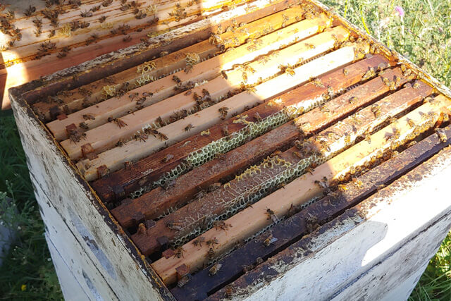 colmena-lista-para-cosechar.jpg