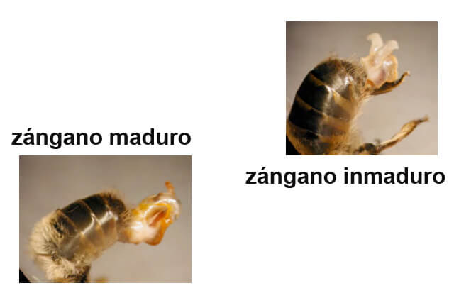 zangano_maduro.jpg