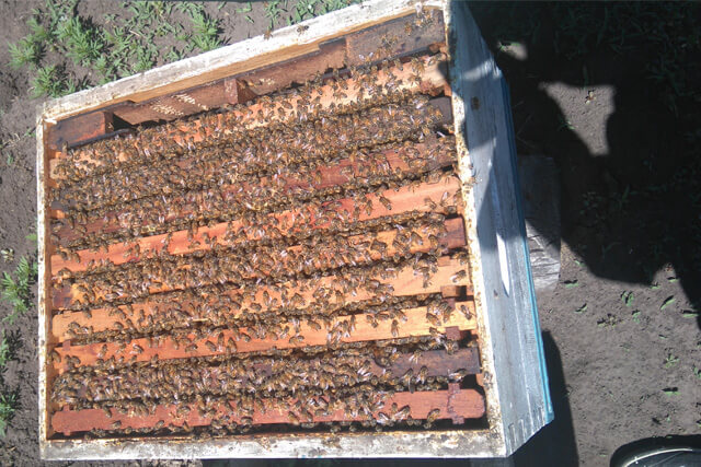 colmena-buen-estado.jpg