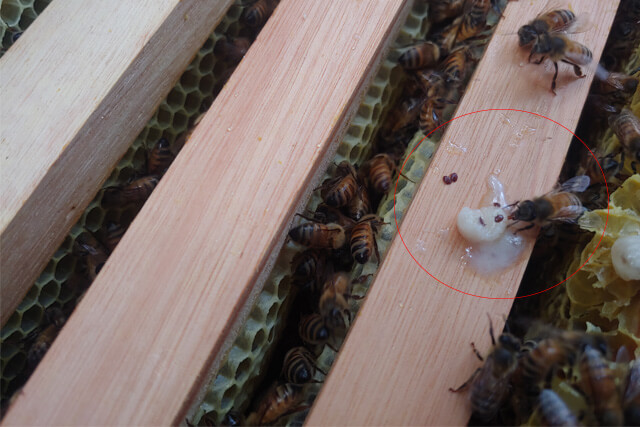 varroa-en-larva-de-zangano.jpg