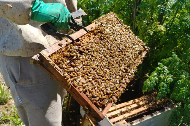 genética de abejas italianas
