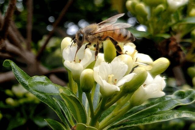 abeja-en-flor.jpg