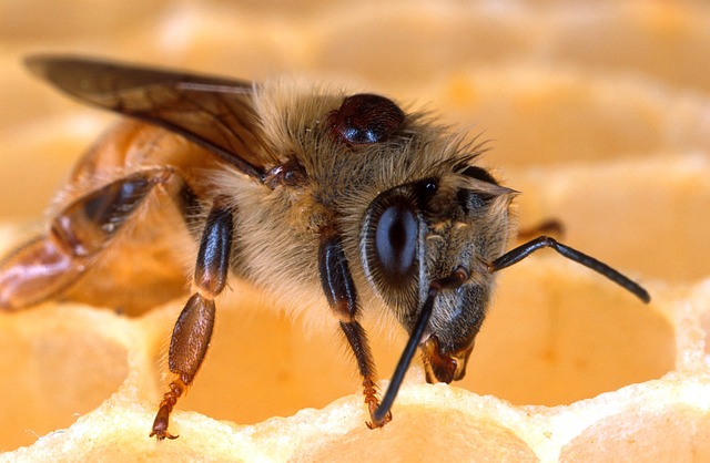 abeja-con-varroa-destructor.jpg