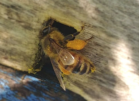 abeja-con-polen.jpg