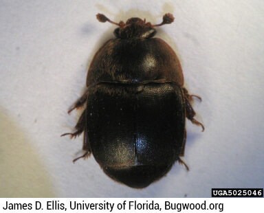 pequeño-escarabajo-de-la-colmena-(PEC)-aethina-tumida.jpg