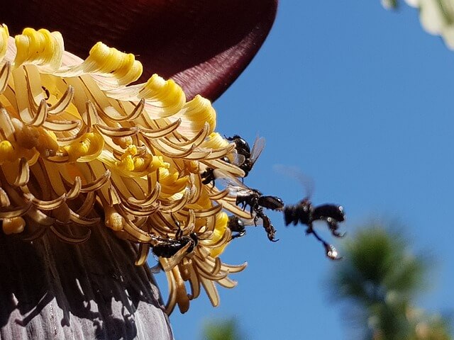 abejas-meliponas.jpg