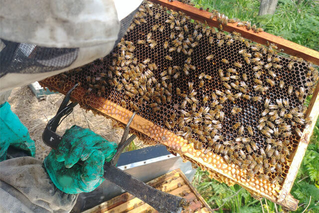panal-con-abejas.jpg