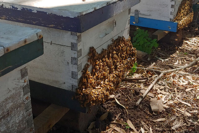 abejas-en-piquera-3.jpg