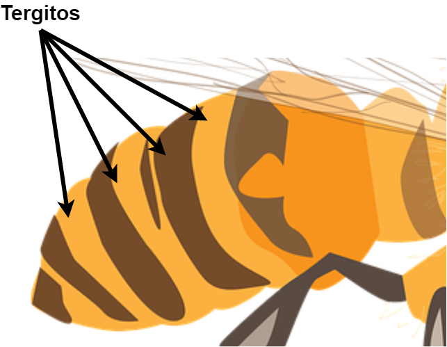 Tergitos de una abeja.png