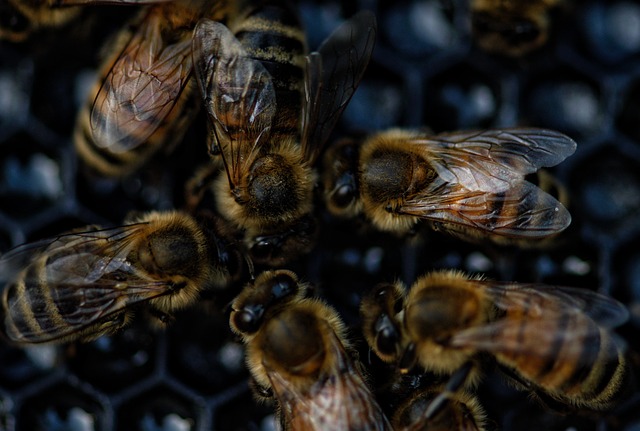 grupo-de-abejas.jpg