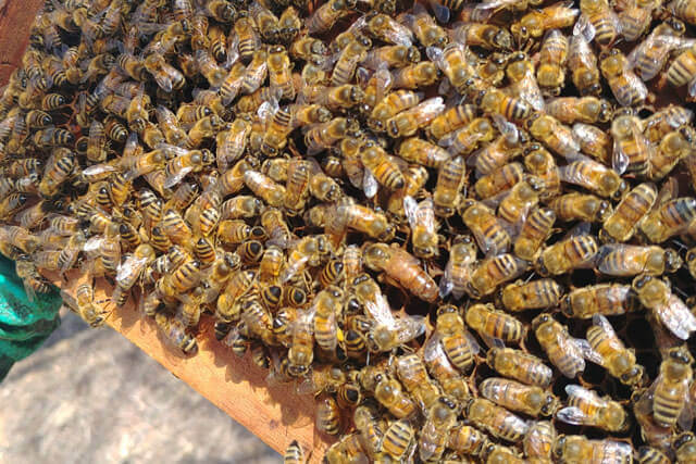 abejas-italianas.jpg