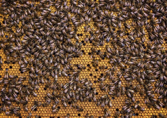 abejas.jpg