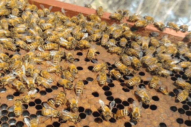 abejas-obreras.jpg