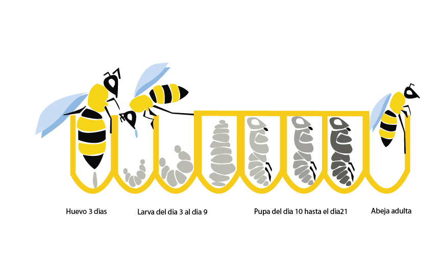 ciclo de vida abeja obrera.png