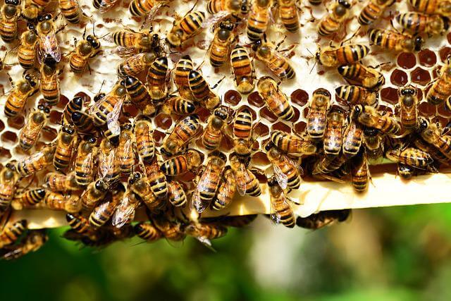 abejas-elaborando-miel.jpg