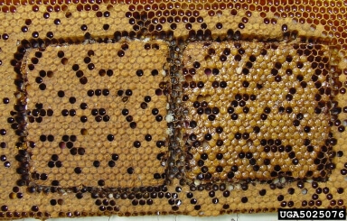 larvas-pec-infectando-crias-de-abejas.jpg