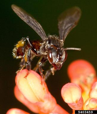 abeja-melopina-David Cappaert, Bugwood.org.jpg