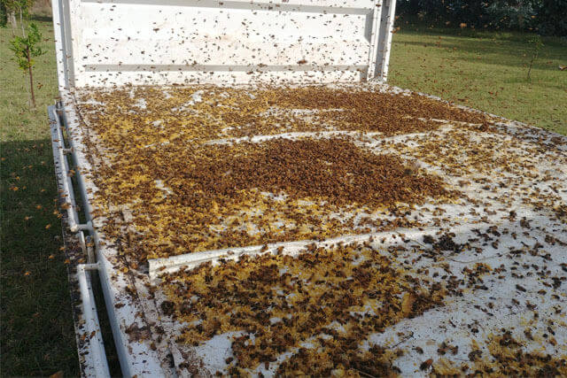 abejas-pillando-en-carro.jpg