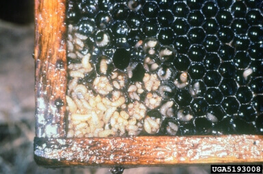 larvas-pec-infectando-panal.jpg