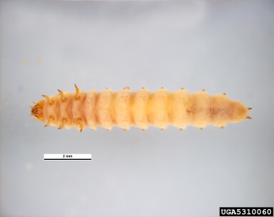 larva-PEC.jpg