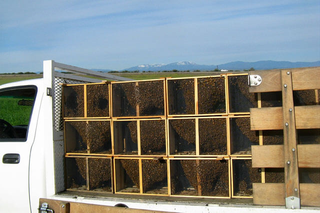 transporte-de-paquetes-de-abejas.jpg