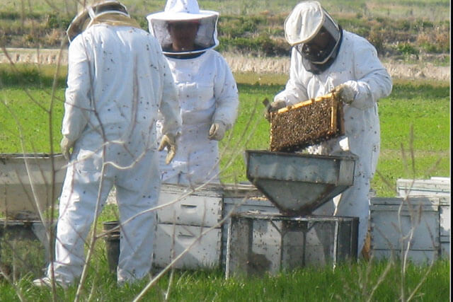 sacudir-abejas-en-paquete.jpg