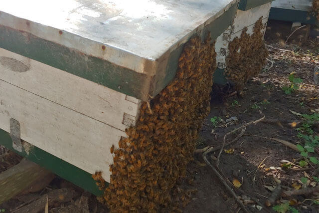 abejas-en-piquera.jpg