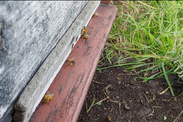 abejas-en-piquera-con-polen.jpg