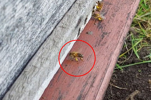 abeja-esparciendo-feromonas.jpg