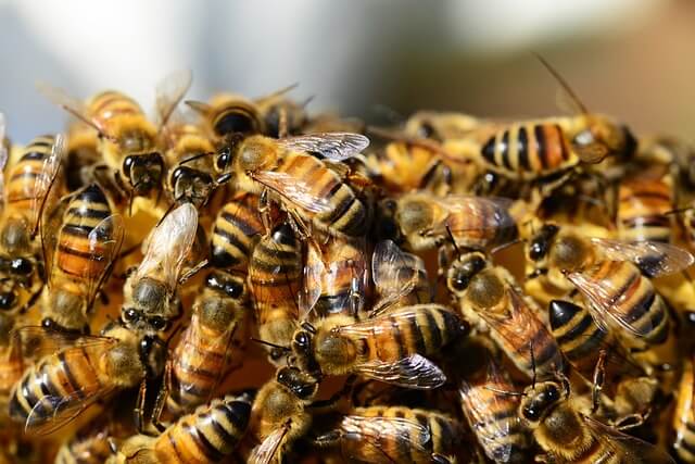 grupo-de-abejas-2.jpg
