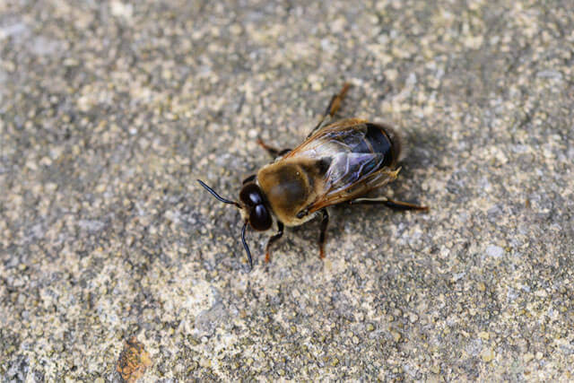 zangano-abeja-macho-buckfast.jpg