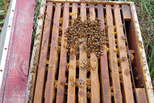 abejas-formando-el-racimo-2.jpg