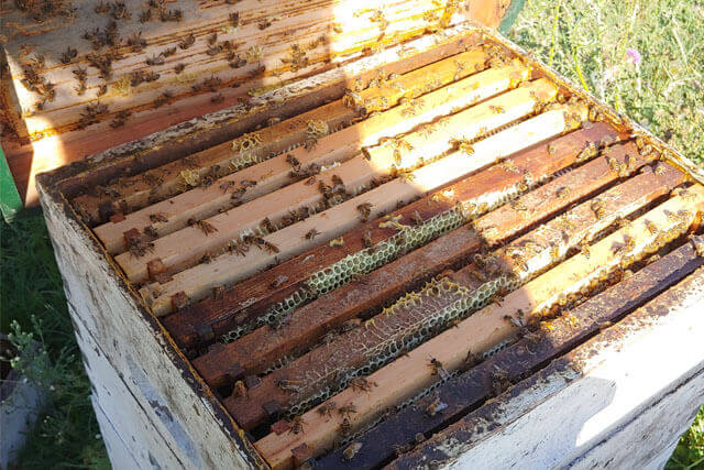 colmenas-recolectando-miel-abejas-italianas.jpg
