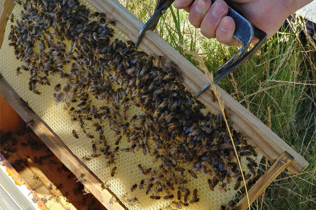 construcción-de-panal-de-abejas-italianas.jpg